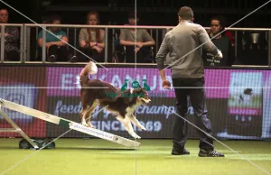 Kennel Club general shot