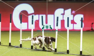 Kennel Club general shot