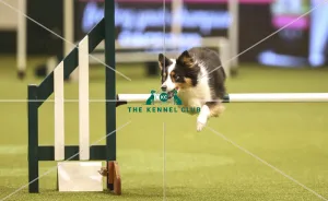 Kennel Club general shot