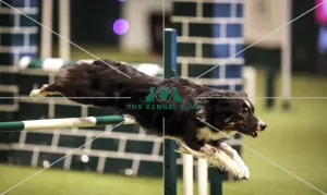 Kennel Club general shot