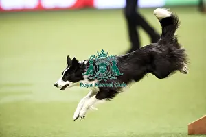 Agility Crufts Singles Finals Prints: Crufts 2019 - Day Two, NEC, UK - 8 Mar 2019