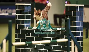 Agility Crufts Singles Finals Prints: Crufts 2019 - Day Two, NEC, UK - 8 Mar 2019