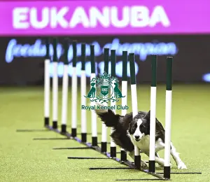 Agility Crufts Singles Finals Prints: Crufts 2019 - Day Two, NEC, UK - 8 Mar 2019