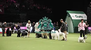 Eukanuba Uk Champion Stakes Prints: Crufts 2019 - Day Two, NEC, UK - 8 Mar 2019
