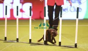 Kennel Club general shot