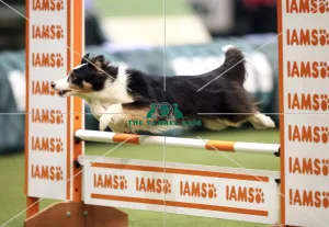 Kennel Club general shot