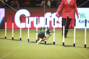 Kennel Club general shot