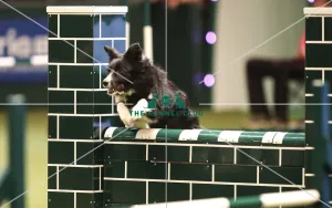 Kennel Club general shot