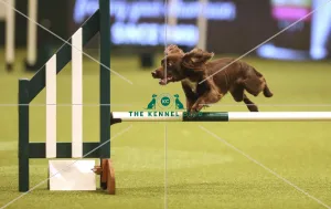 Kennel Club general shot