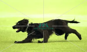 Kennel Club general shot