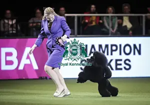 Eukanuba Uk Champion Stakes Prints: Crufts 2019 - Day Two, NEC, UK - 8 Mar 2019