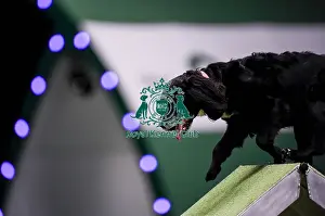 Medium Prints: Crufts 2019 - Day Two, NEC, UK - 8 Mar 2019