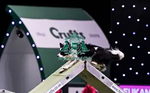 Medium Prints: Crufts 2019 - Day Two, NEC, UK - 8 Mar 2019