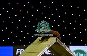 Medium Prints: Crufts 2019 - Day Two, NEC, UK - 8 Mar 2019