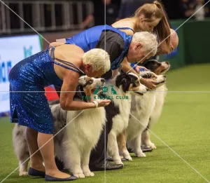Crufts 2019 - Day Two, NEC, UK - 8 Mar 2019