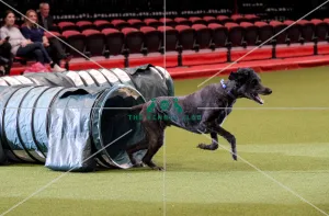 Crufts 2019 - Day Two, NEC, UK - 8 Mar 2019