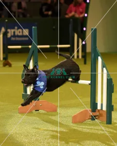 Crufts 2019 - Day Two, NEC, UK - 8 Mar 2019