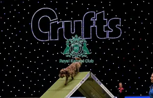 Medium Prints: Crufts 2019 - Day Two, NEC, UK - 8 Mar 2019