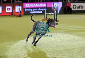 Rescue Dog Agility Prints: Crufts 2019 - Day Two, NEC, UK - 8 Mar 2019