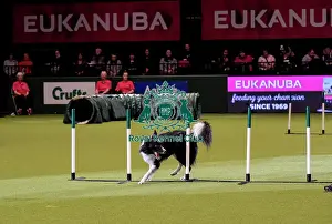 Rescue Dog Agility Prints: Crufts 2019 - Day Two, NEC, UK - 8 Mar 2019