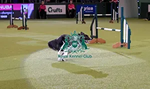 Rescue Dog Agility Prints: Crufts 2019 - Day Two, NEC, UK - 8 Mar 2019