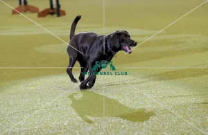 Crufts 2019 - Day Two, NEC, UK - 8 Mar 2019