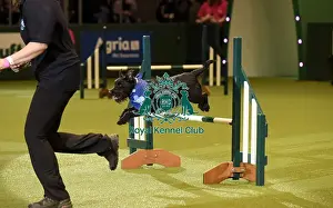 Rescue Dog Agility Prints: Crufts 2019 - Day Two, NEC, UK - 8 Mar 2019