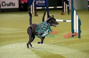 Rescue Dog Agility Prints: Crufts 2019 - Day Two, NEC, UK - 8 Mar 2019