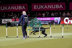 Rescue Dog Agility Prints: Crufts 2019 - Day Two, NEC, UK - 8 Mar 2019
