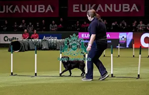 Rescue Dog Agility Prints: Crufts 2019 - Day Two, NEC, UK - 8 Mar 2019