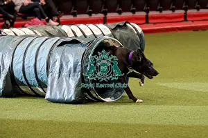 Rescue Dog Agility Prints: Crufts 2019 - Day Two, NEC, UK - 8 Mar 2019