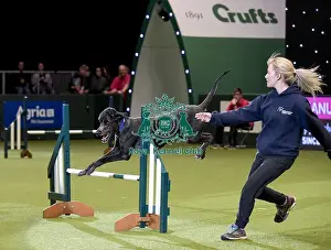 Rescue Dog Agility Prints: Crufts 2019 - Day Two, NEC, UK - 8 Mar 2019