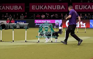 Rescue Dog Agility Prints: Crufts 2019 - Day Two, NEC, UK - 8 Mar 2019
