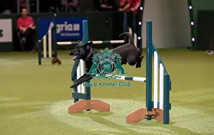 Rescue Dog Agility Prints: Crufts 2019 - Day Two, NEC, UK - 8 Mar 2019
