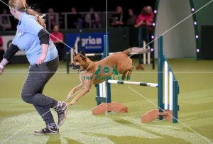 Crufts 2019 - Day Two, NEC, UK - 8 Mar 2019
