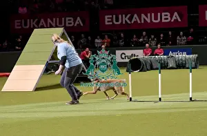 Rescue Dog Agility Prints: Crufts 2019 - Day Two, NEC, UK - 8 Mar 2019