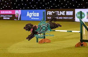 Rescue Dog Agility Prints: Crufts 2019 - Day Two, NEC, UK - 8 Mar 2019