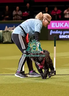 Rescue Dog Agility Prints: Crufts 2019 - Day Two, NEC, UK - 8 Mar 2019