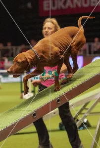 Crufts 2019 - Day Two, NEC, UK - 8 Mar 2019