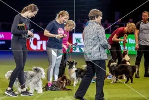Crufts 2019 - Day Two, NEC, UK - 8 Mar 2019
