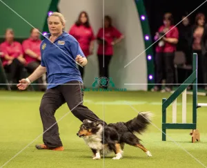 Crufts 2019 - Day Two, NEC, UK - 8 Mar 2019