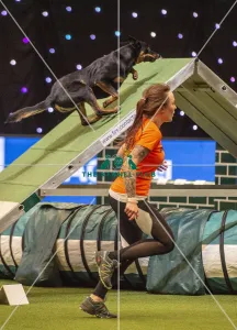 Large Novice and Medium ABC Final