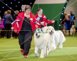 Crufts 2019 - Day Two, NEC, UK - 8 Mar 2019