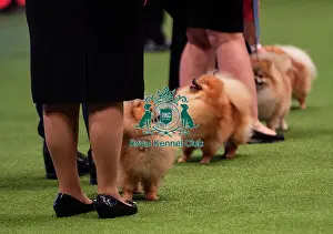 Breeders Competition Prints: Crufts 2019 - Day Two, NEC, UK - 8 Mar 2019