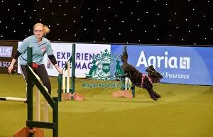 Rescue Dog Agility Prints: Crufts 2019 - Day Two, NEC, UK - 8 Mar 2019
