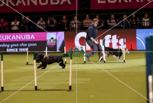 Crufts 2019 - Day Two, NEC, UK - 8 Mar 2019