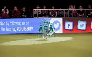 Rescue Dog Agility Prints: Crufts 2019 - Day Two, NEC, UK - 8 Mar 2019