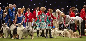 Breeders Competition Prints: Crufts 2019 - Day Two, NEC, UK - 8 Mar 2019