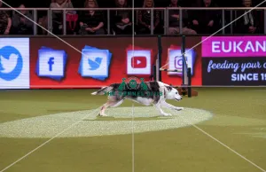 Crufts 2019 - Day Two, NEC, UK - 8 Mar 2019