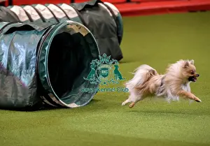 Rescue Dog Agility Prints: Crufts 2019 - Day Two, NEC, UK - 8 Mar 2019